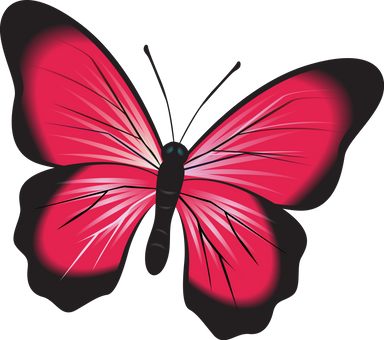 Illustration of a Butterfly