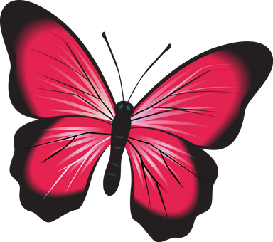 Illustration of a Butterfly